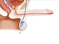 Hoden Ficken   Fuck Testicles