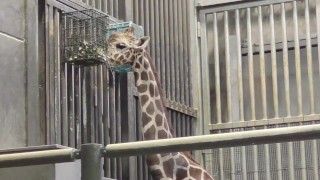 (Japanese/Vlog/Amateur)Lots Of Mountain Climbing And Outings To The Zoo.”                                 Class=” Fade FadeUp VideoPreviewBg LinkVideoThumb Js LinkVideoThumb Img