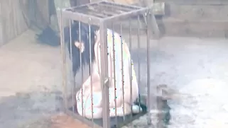Awesome Caged Brunette Is Being Used In Filthy Sex Game