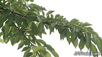 JAVHUB Pretty JAV Babe Sucks And Fucks Two Guys Outdoors