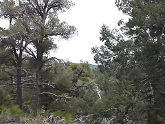 BDSM Hardcore Fuck In Woods With Tied Up Busty Ebony Baddie With Huge Nut In Mouth