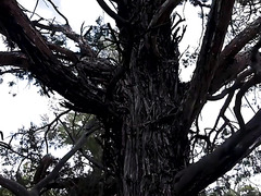 BDSM Hardcore Fuck In Woods With Tied Up Busty Ebony Baddie With Huge Nut In Mouth