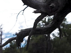 BDSM Hardcore Fuck In Woods With Tied Up Busty Ebony Baddie With Huge Nut In Mouth